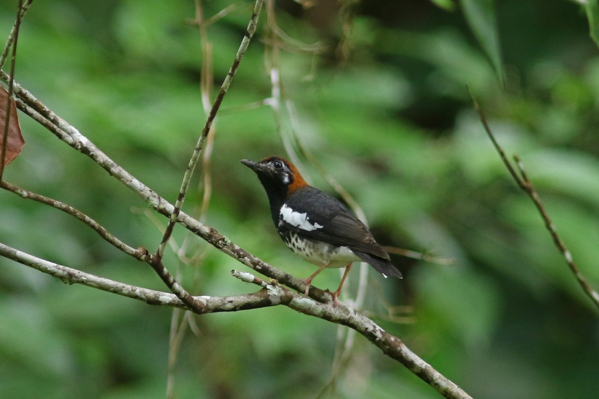 Chestnut-capped Thrush - ML621640573