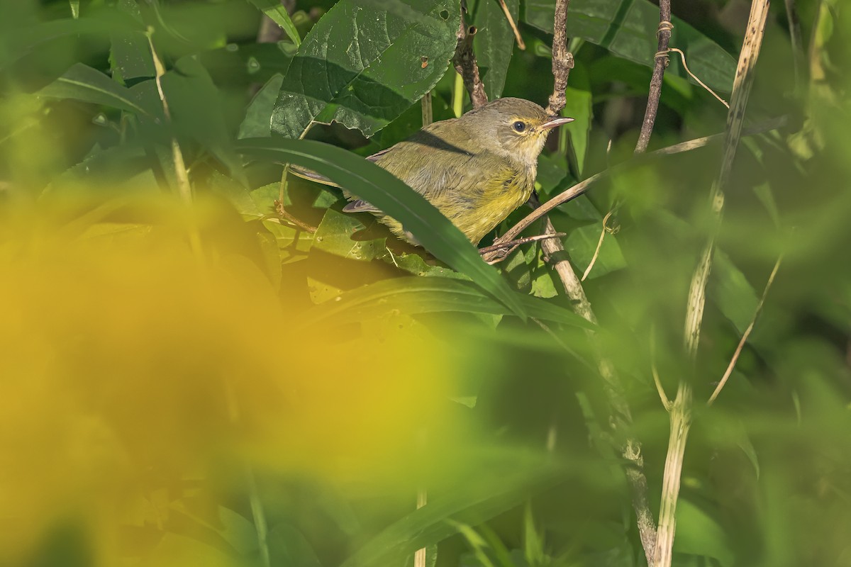 Mourning Warbler - ML621640577