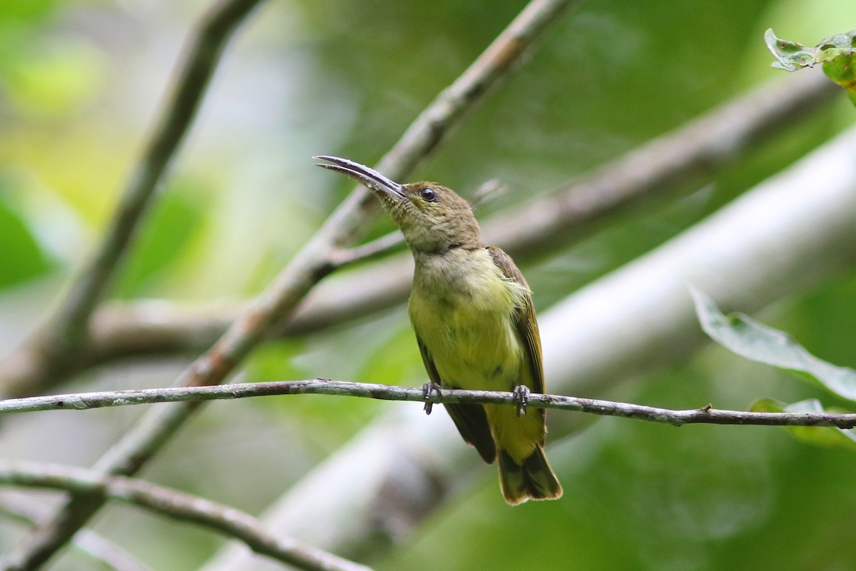 Thick-billed Spiderhunter - ML621640579