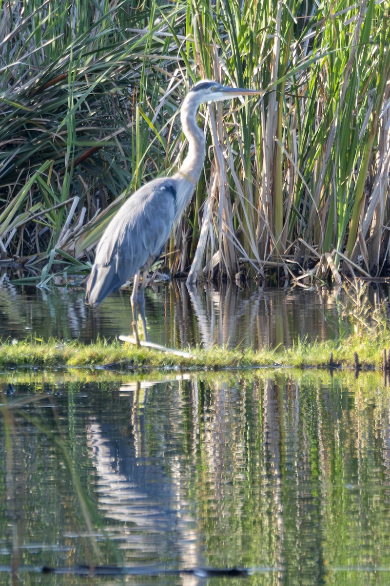 Great Blue Heron - ML621640612