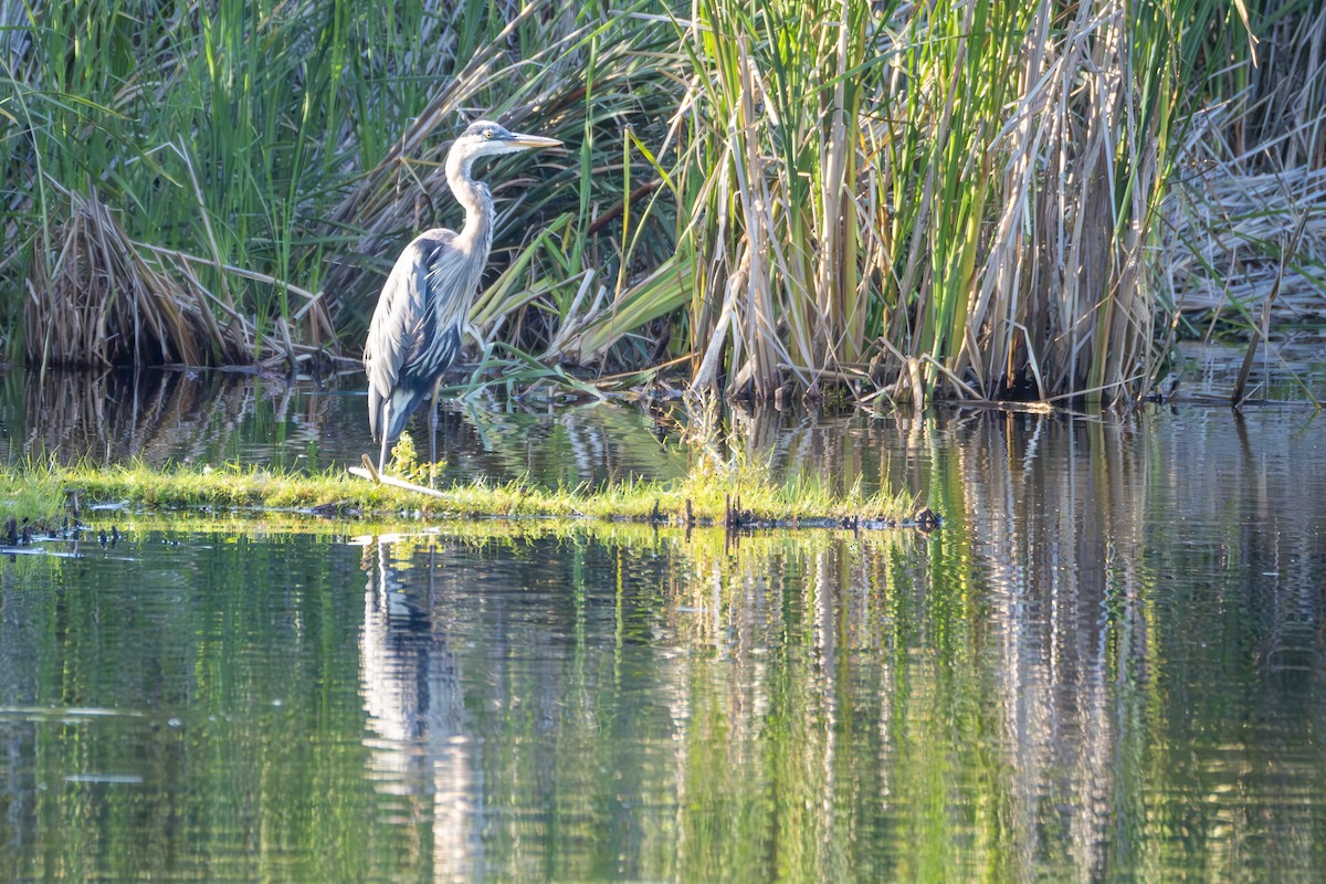 Great Blue Heron - ML621640613