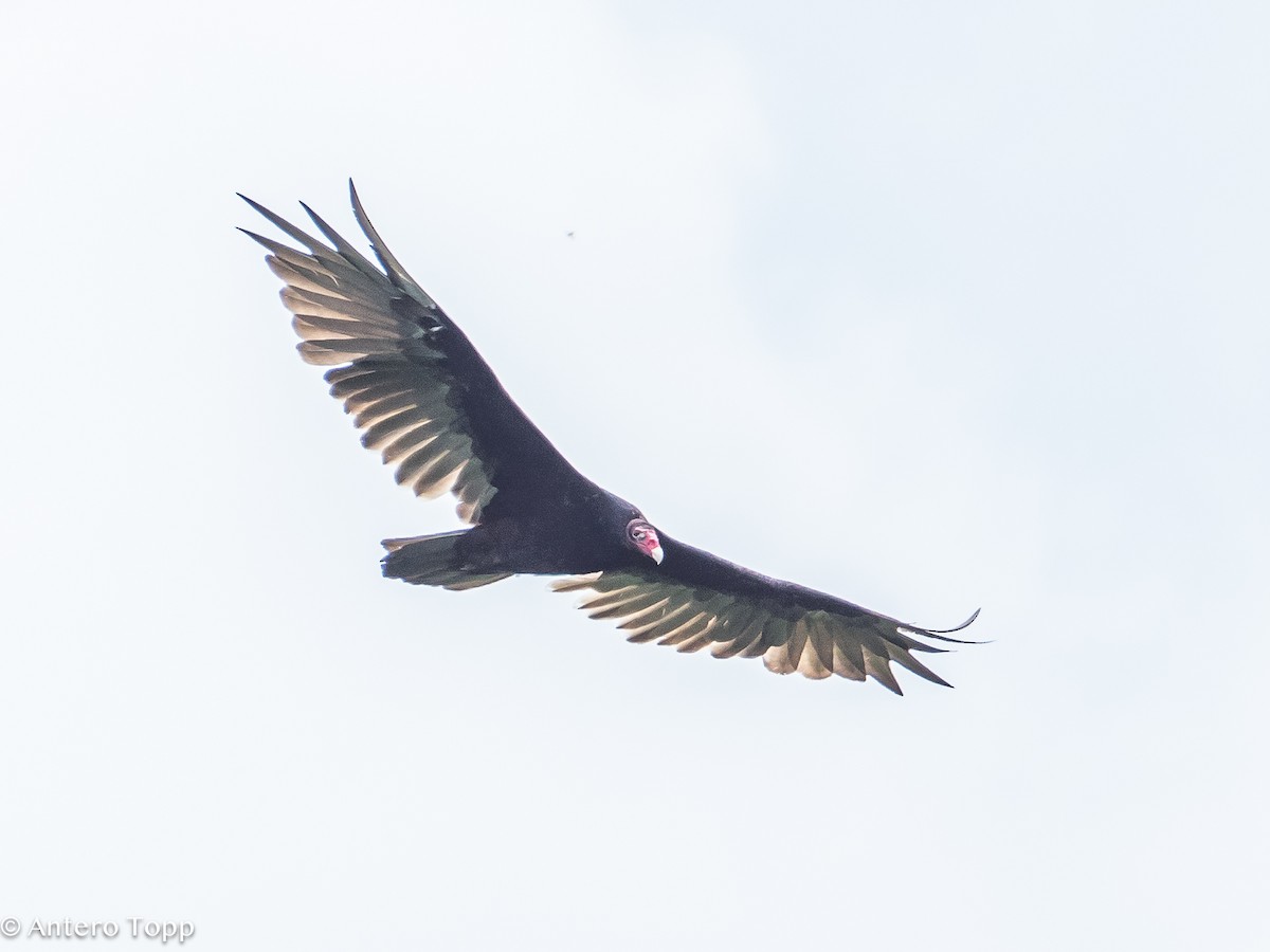 Turkey Vulture - ML621640664