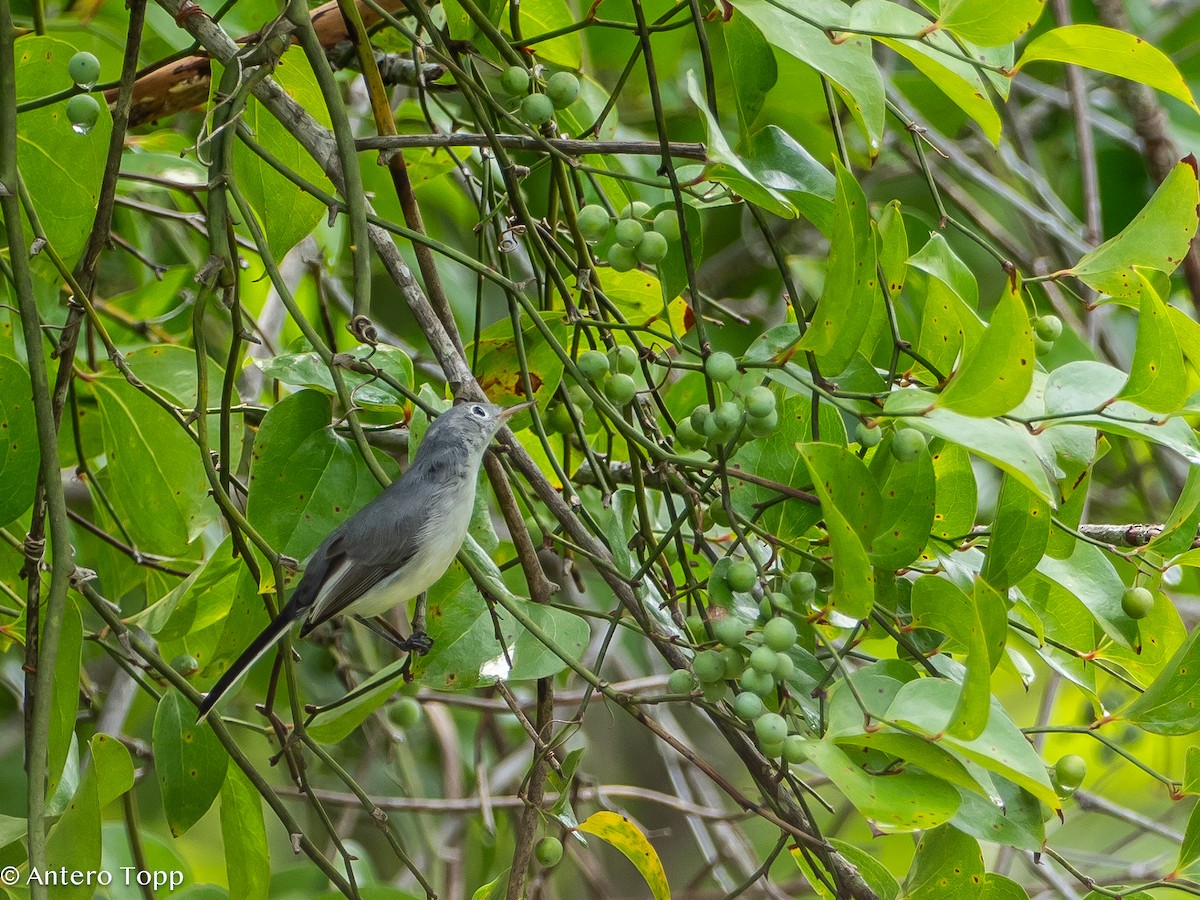 Blue-gray Gnatcatcher - ML621640668