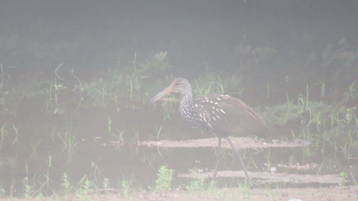 Limpkin - ML621640697