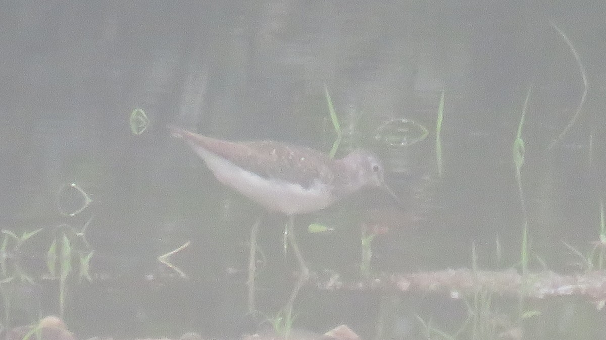 Solitary Sandpiper - ML621640717