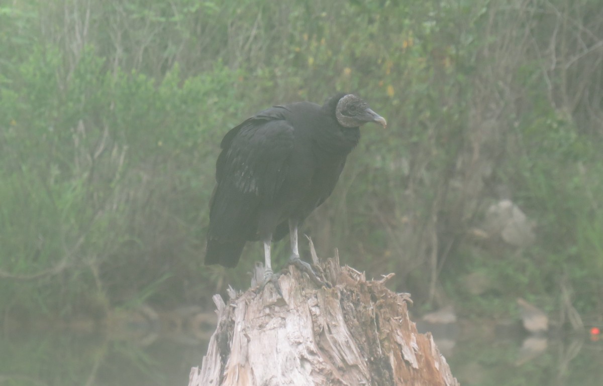Black Vulture - ML621640730