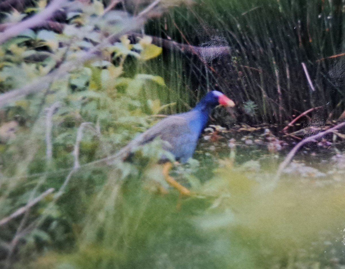 Purple Gallinule - ML621640757