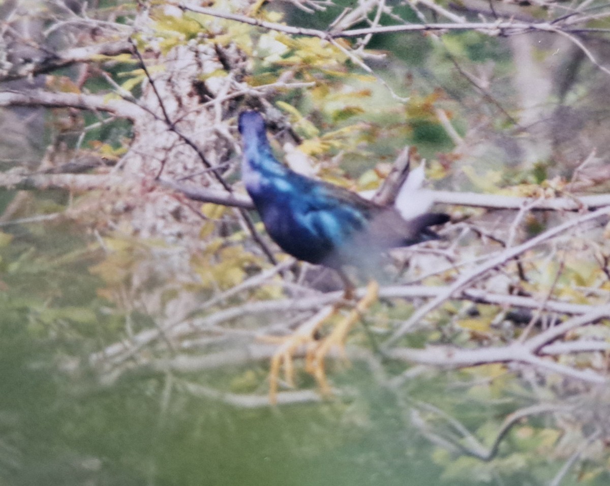 Purple Gallinule - ML621640758