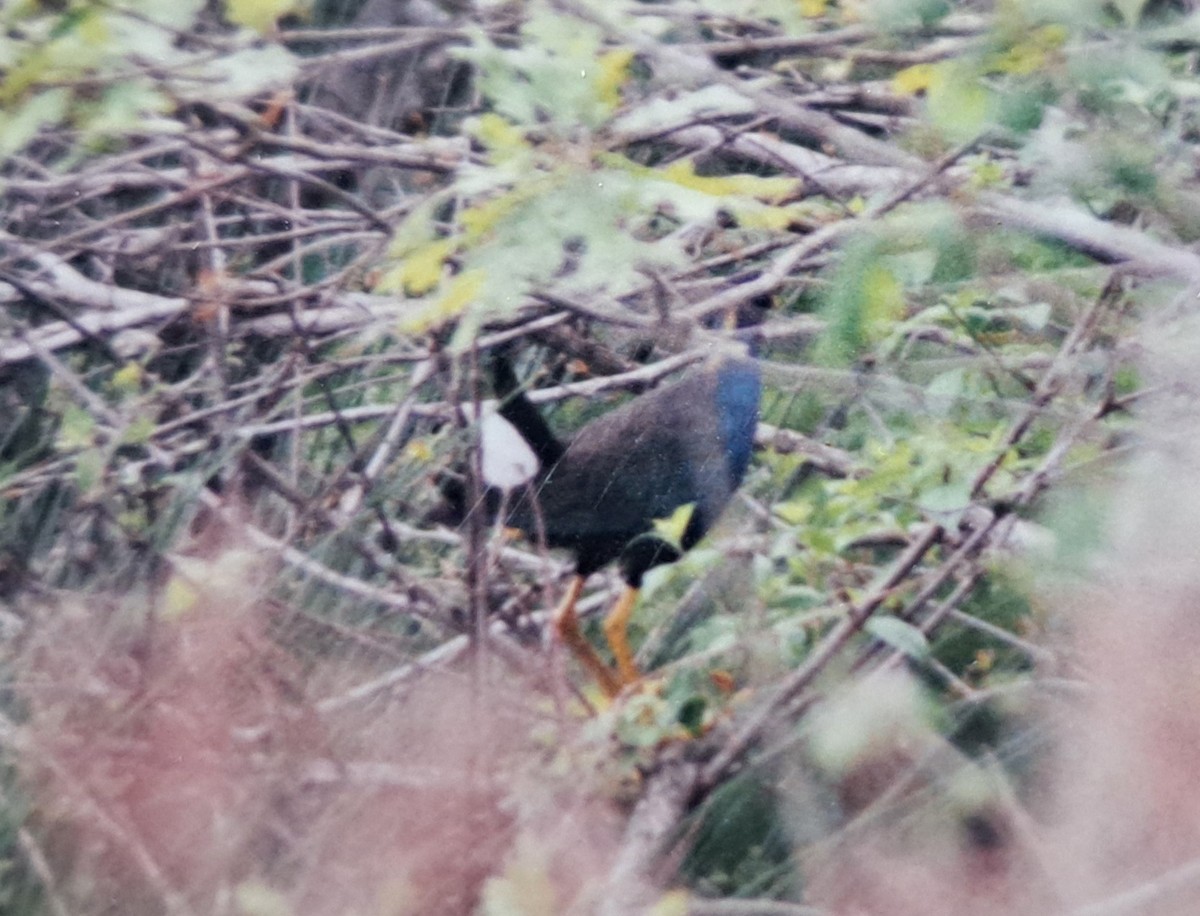 Purple Gallinule - ML621640759