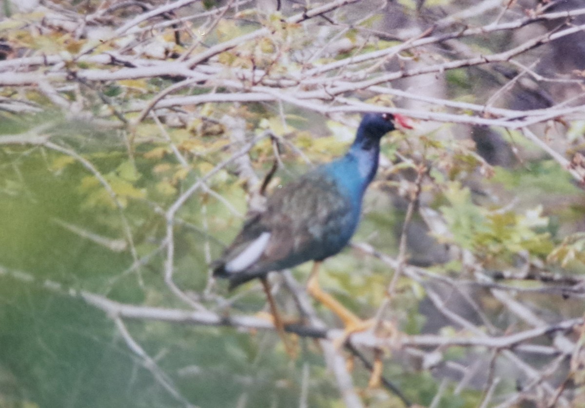 Purple Gallinule - ML621640760