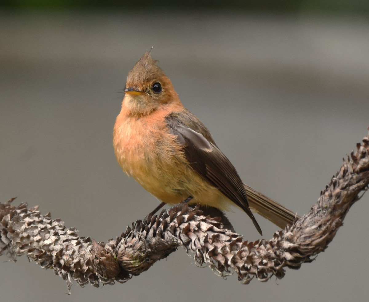 Tufted Flycatcher - ML621640813