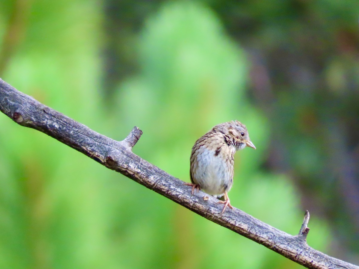 Lincoln's Sparrow - ML621640821