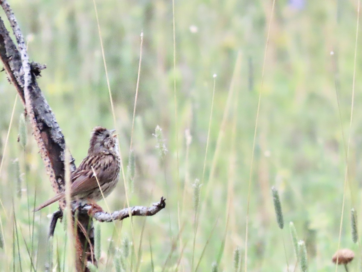 Lincoln's Sparrow - ML621640822