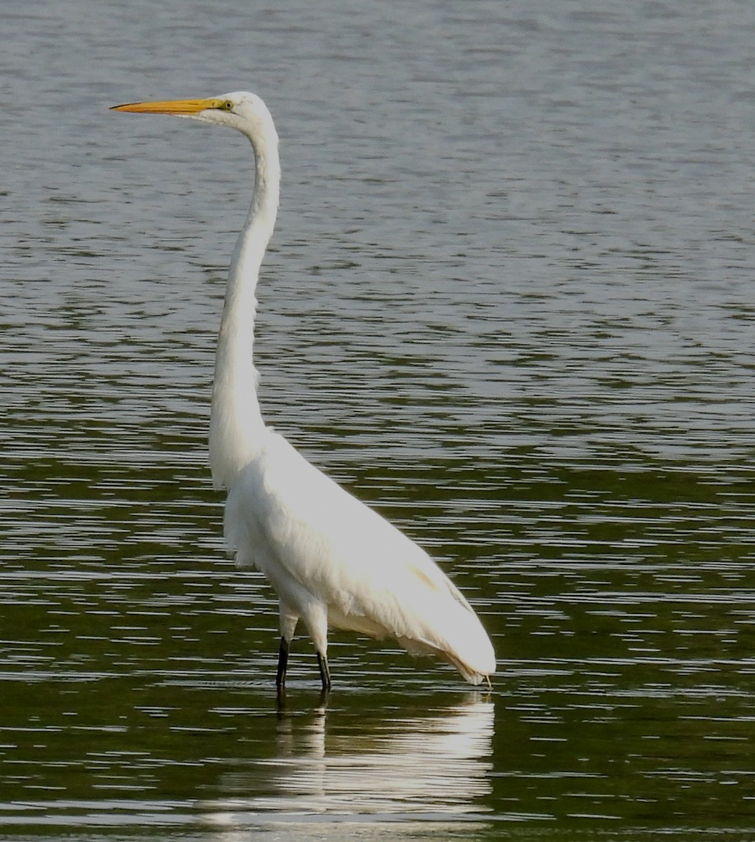 Great Egret - ML621640864