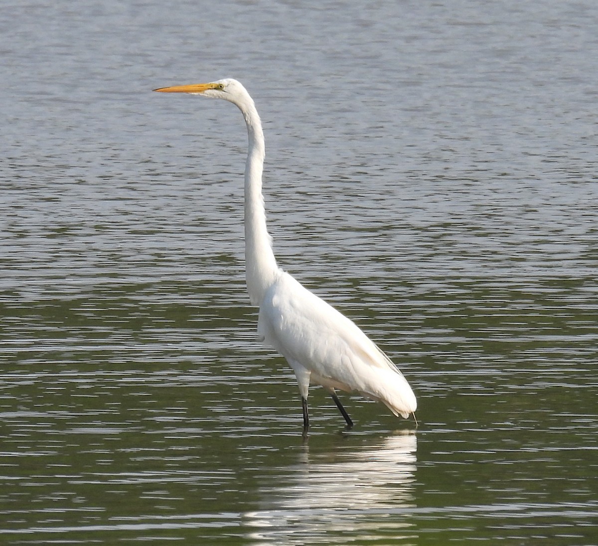 Great Egret - ML621640865