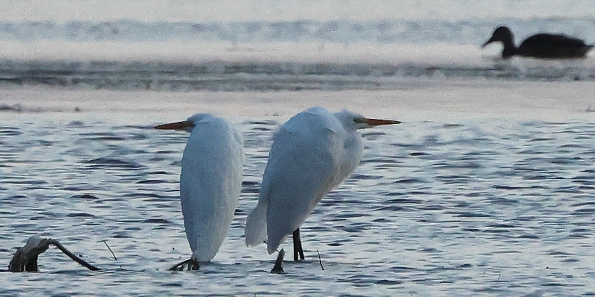 Great Egret - ML621640956