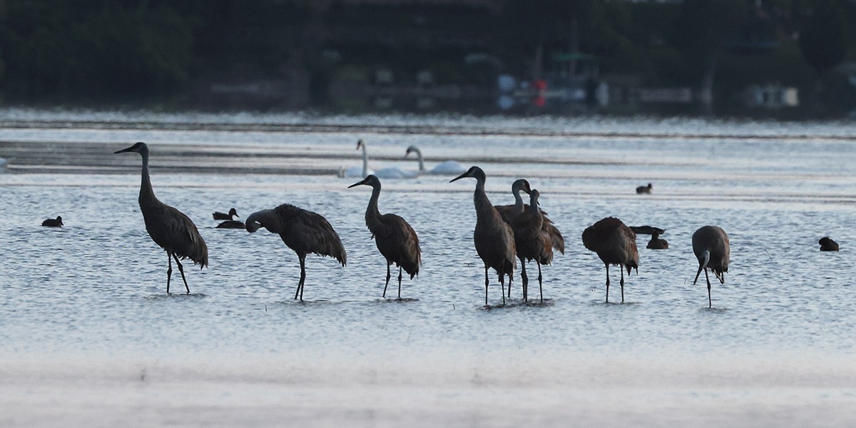 Sandhill Crane - ML621640958