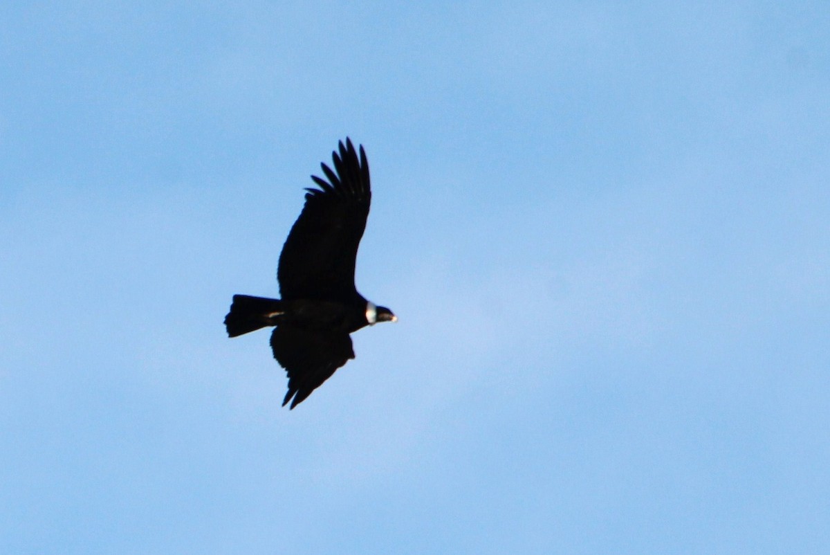 Andean Condor - ML621640967