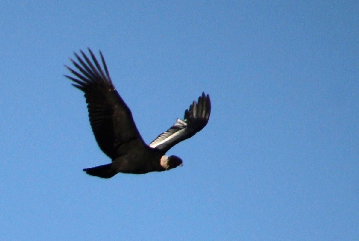 Andean Condor - ML621640968