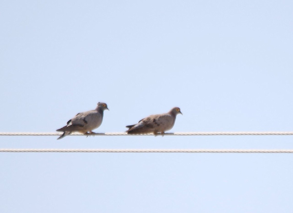 Yellow-eyed Pigeon - ML621640996