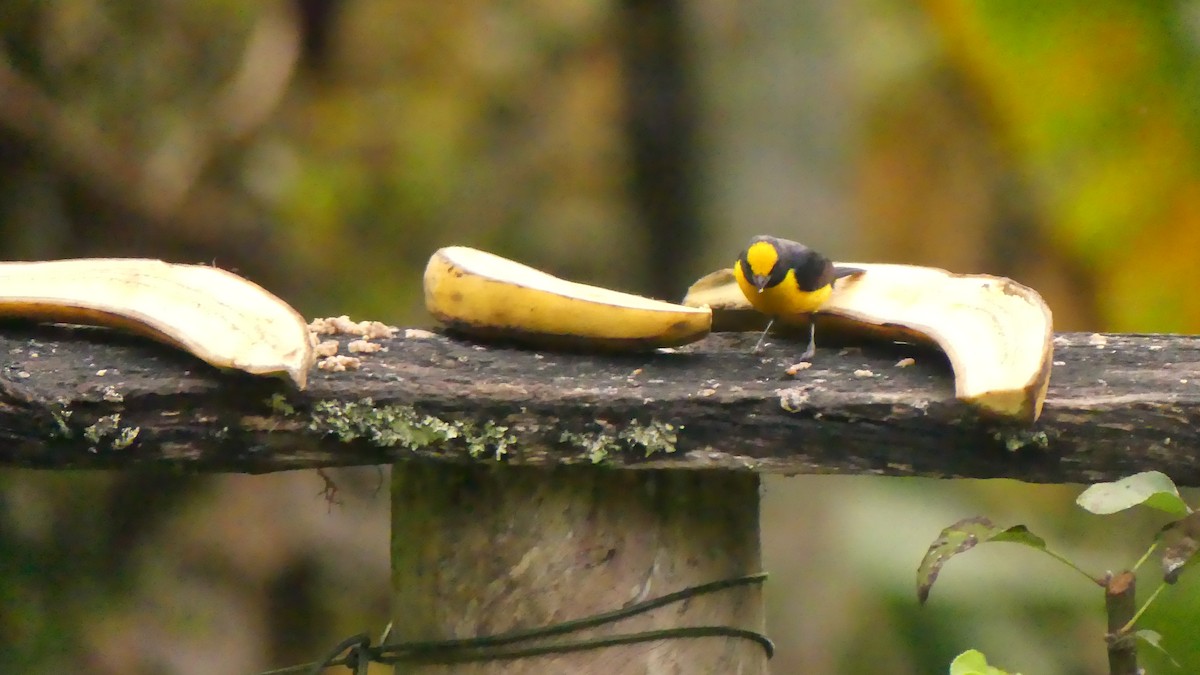 Thick-billed Euphonia - Ann Kovich