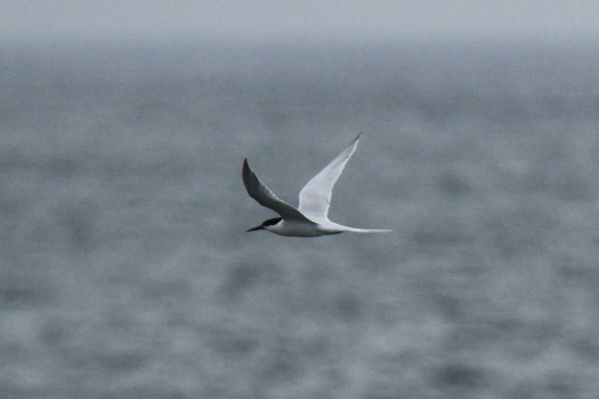 Roseate Tern - ML621641057