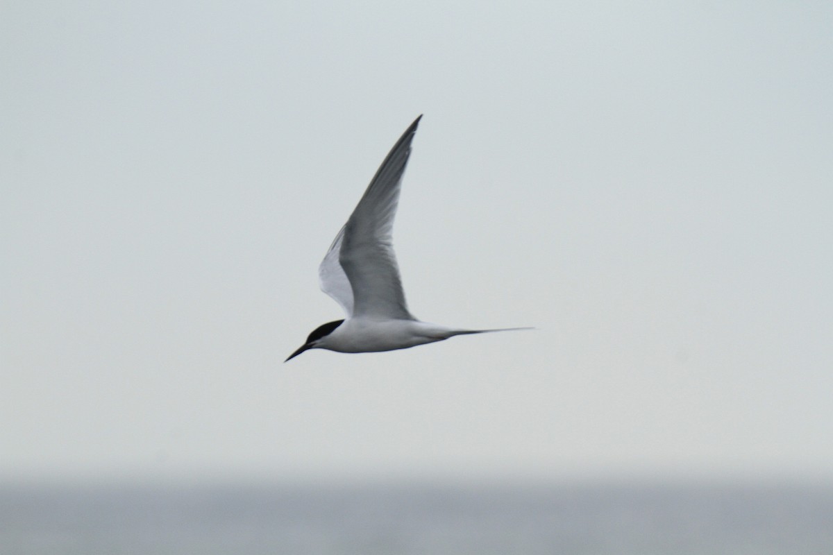 Roseate Tern - Evan Knudsen