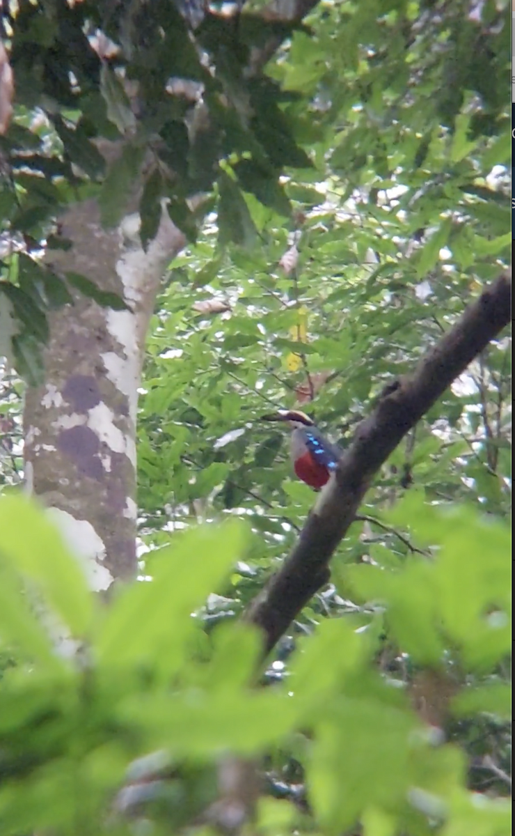 Green-breasted Pitta - ML621641166