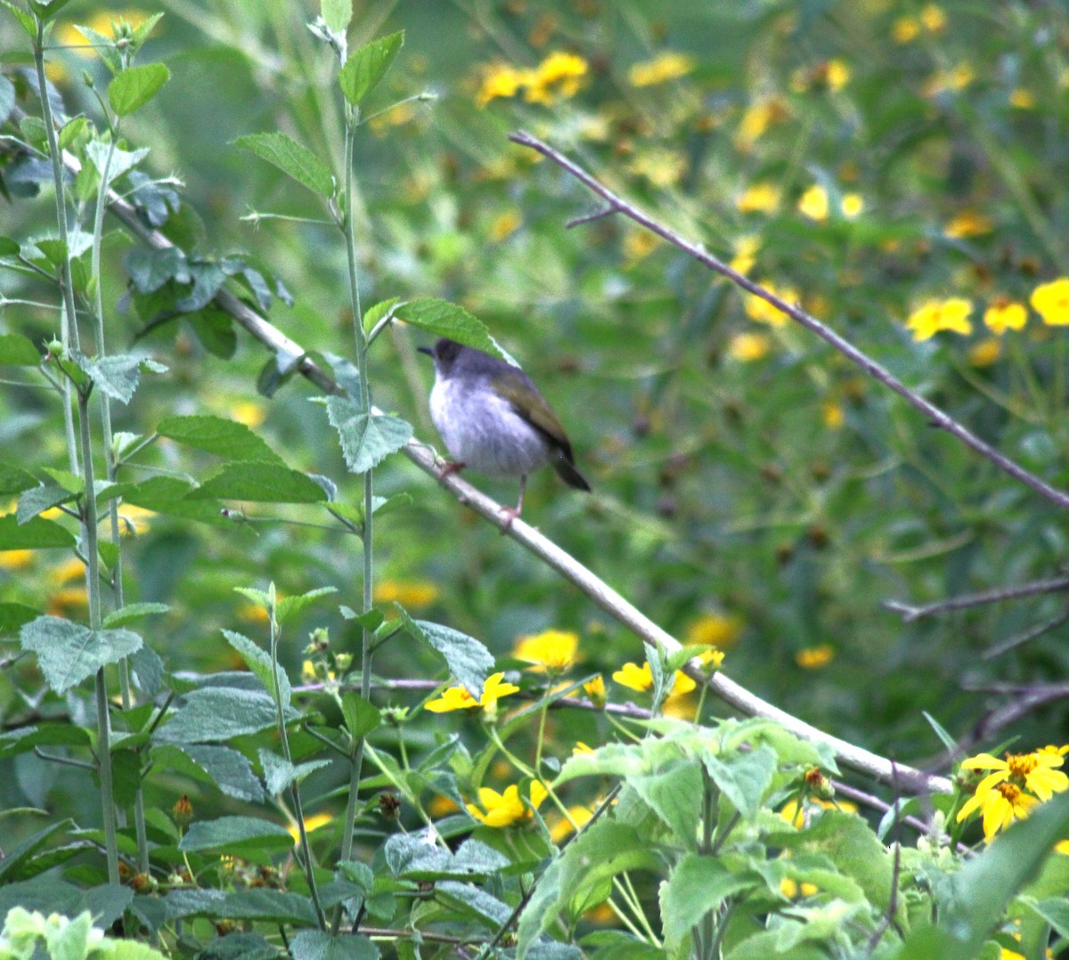 Green-backed Honeyguide - ML621641182