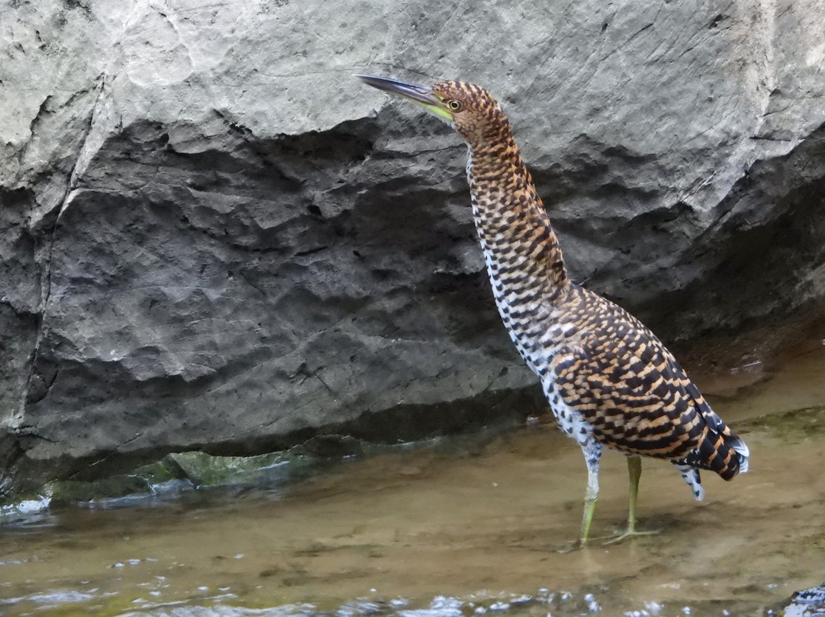 Fasciated Tiger-Heron - ML621641246