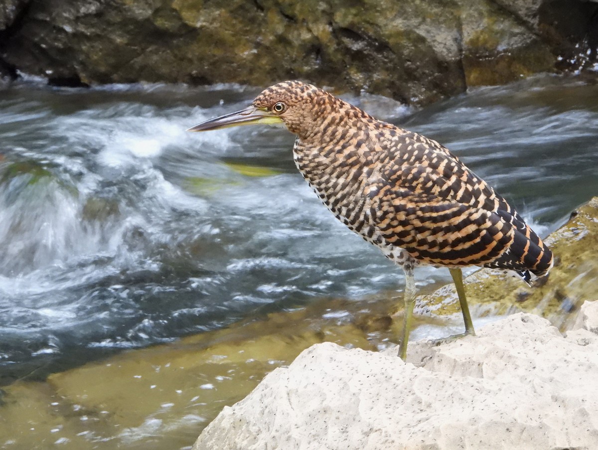 Fasciated Tiger-Heron - ML621641266