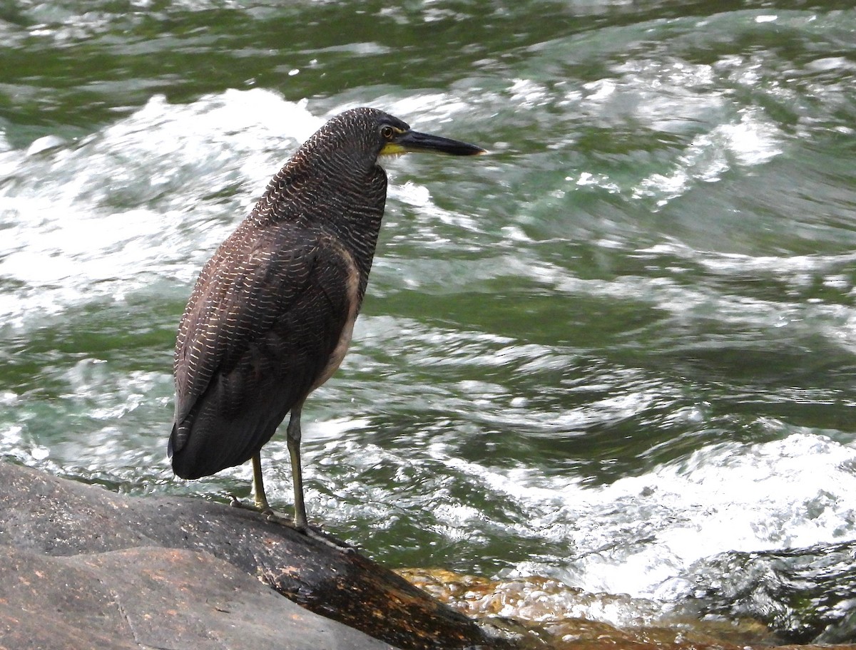 Fasciated Tiger-Heron - ML621641311