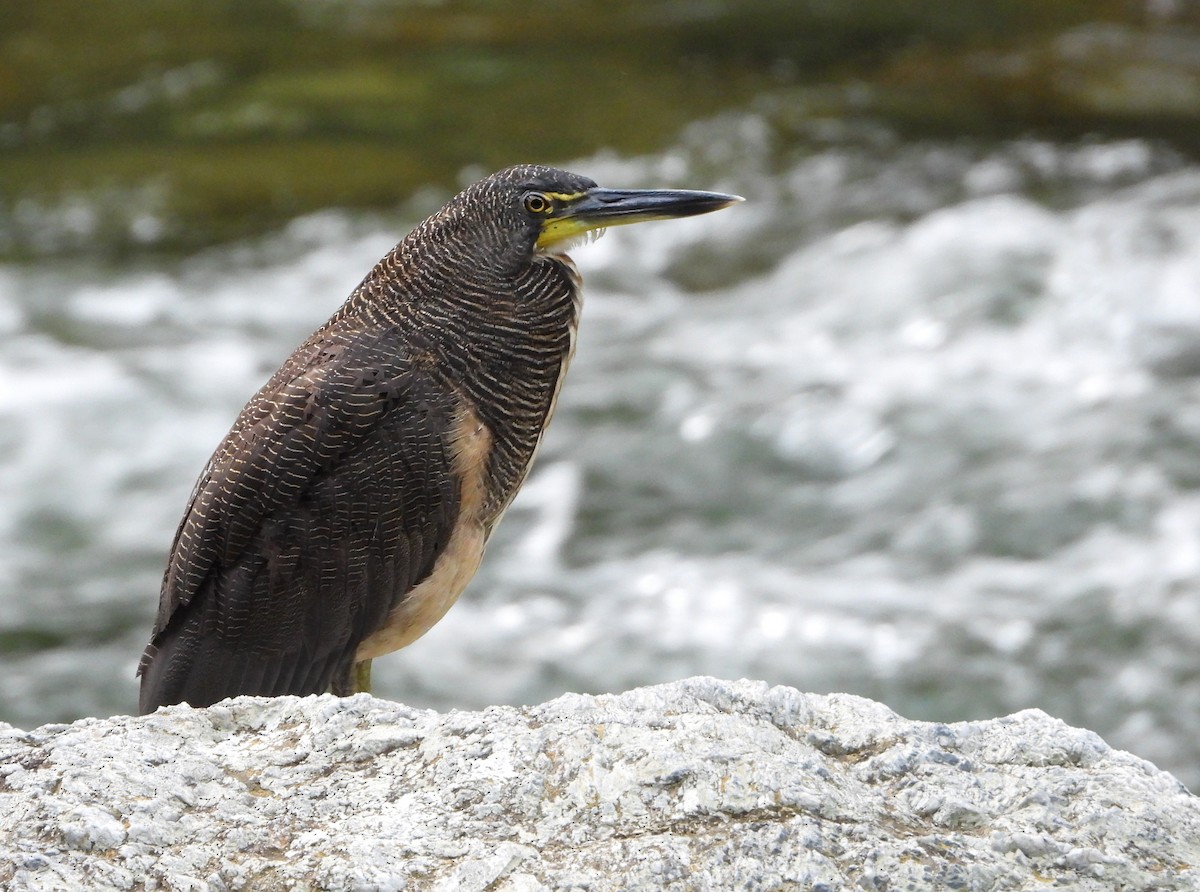 Fasciated Tiger-Heron - ML621641332