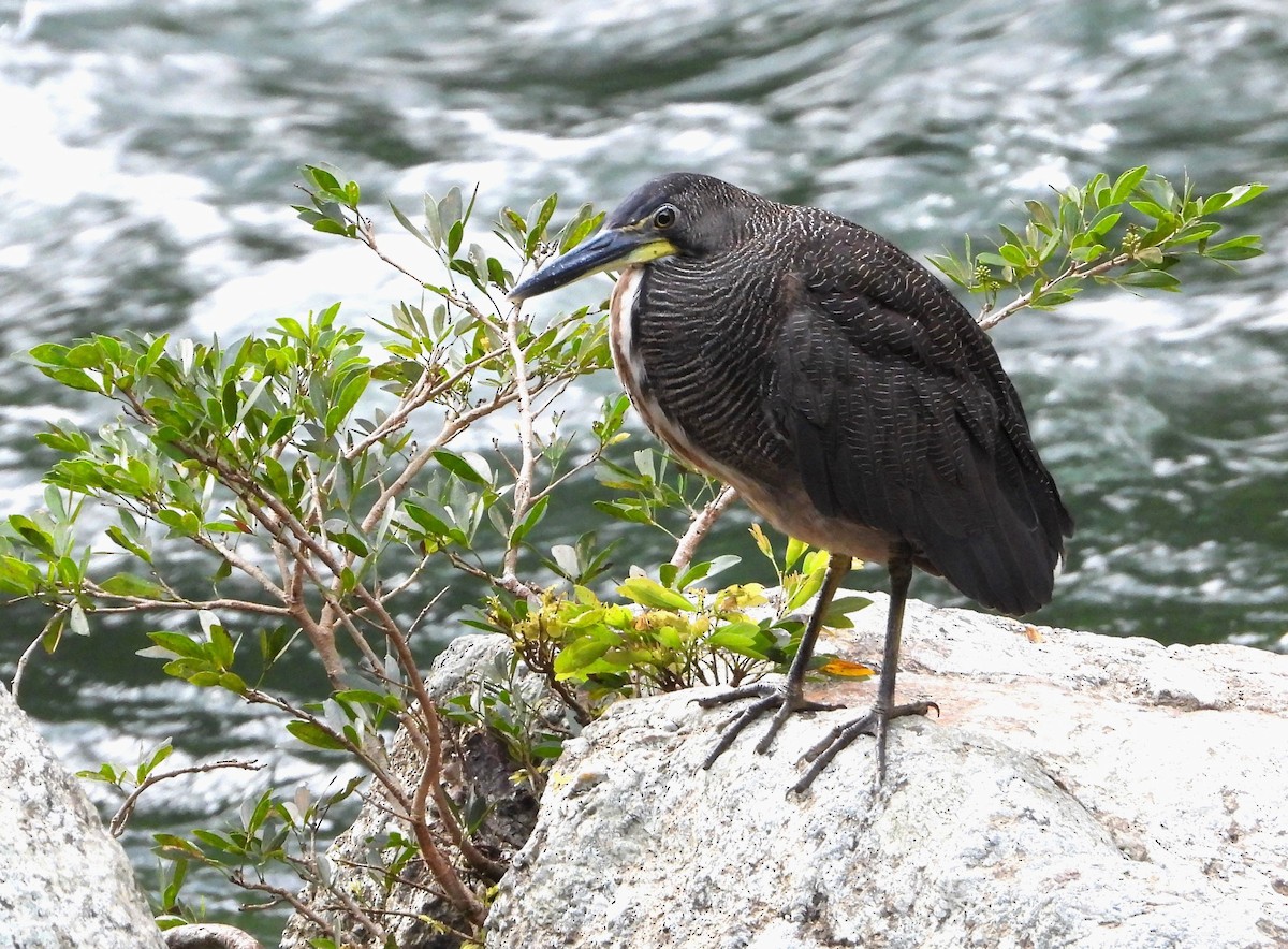 Fasciated Tiger-Heron - ML621641340