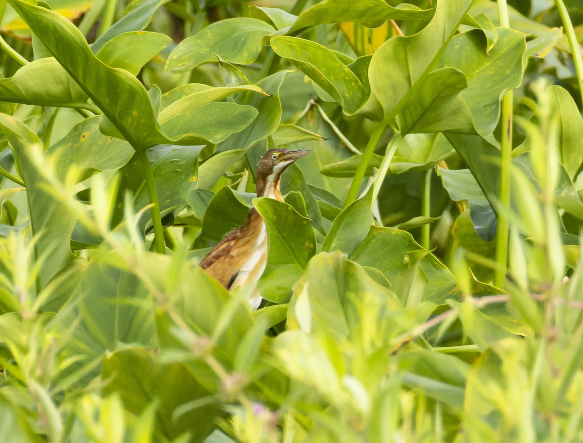 Least Bittern - ML621641349