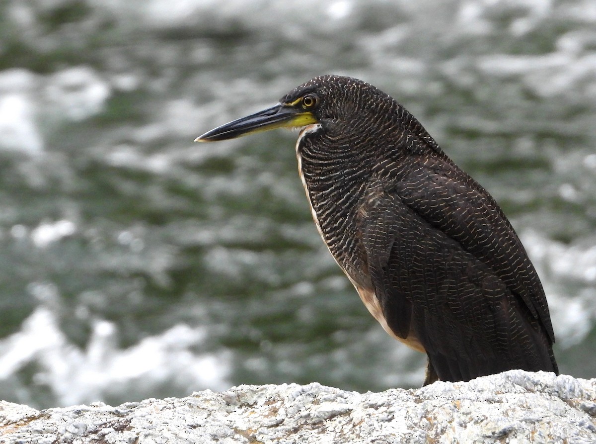 Fasciated Tiger-Heron - Ed Kwater