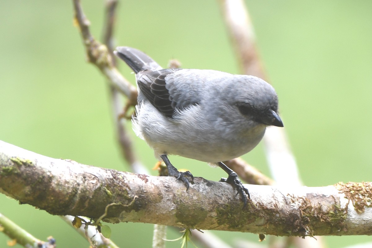 Plain-colored Tanager - ML621641387