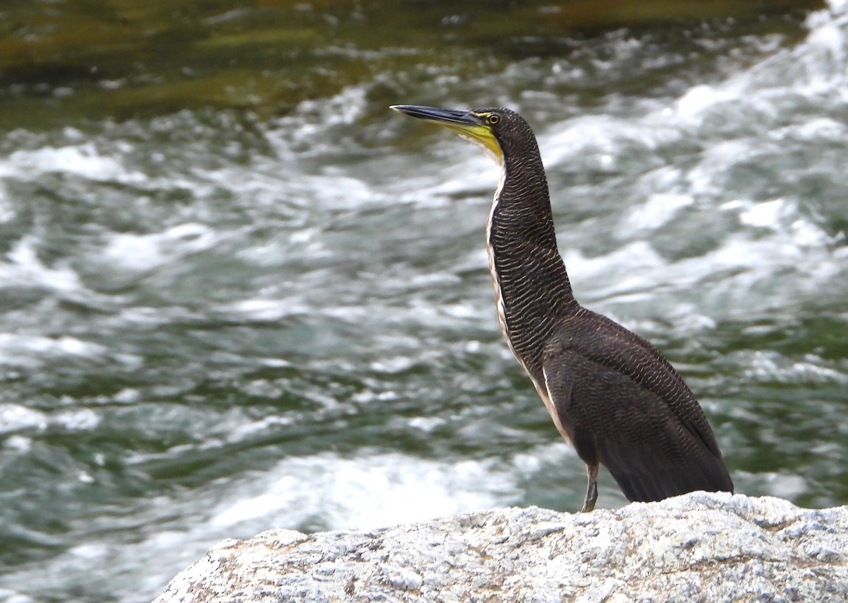 Fasciated Tiger-Heron - ML621641419