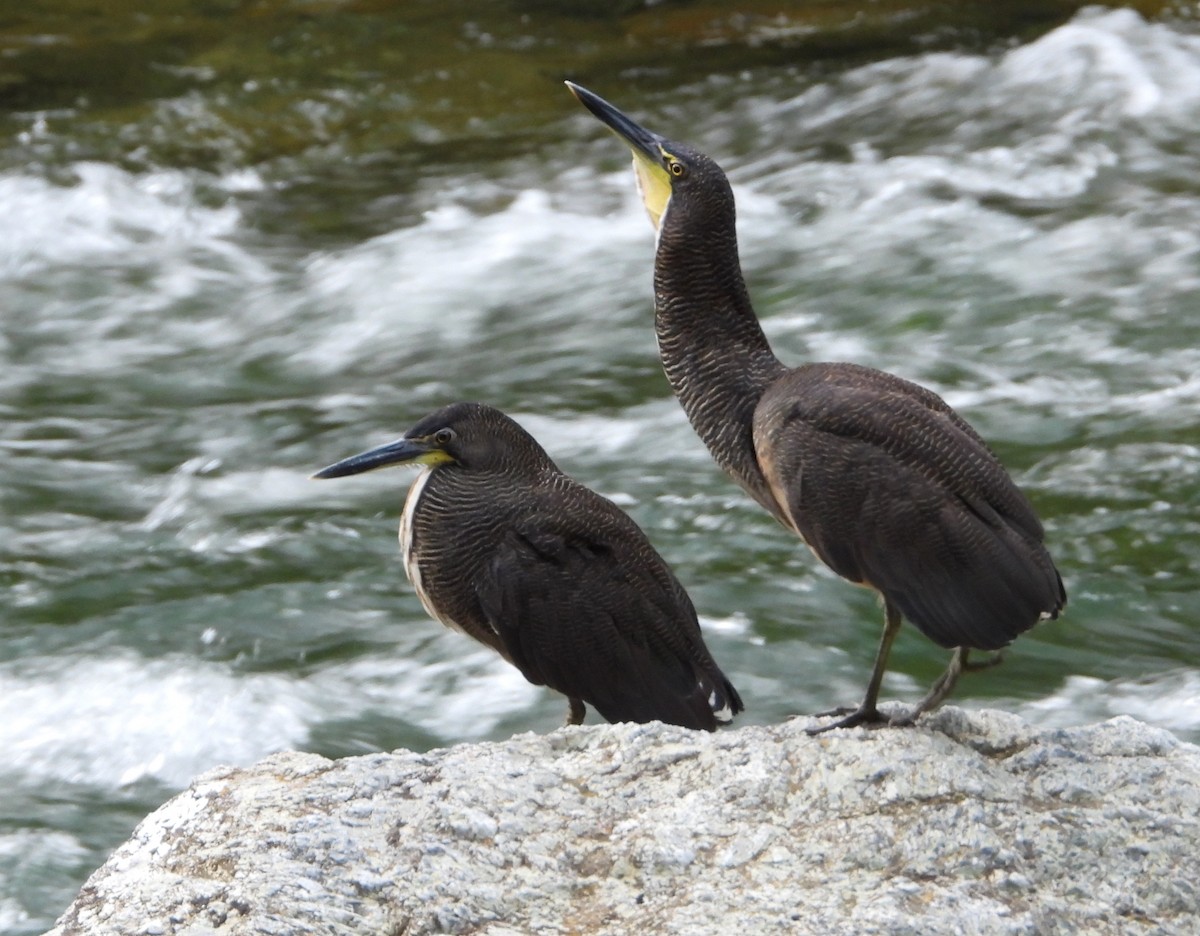 Fasciated Tiger-Heron - ML621641420