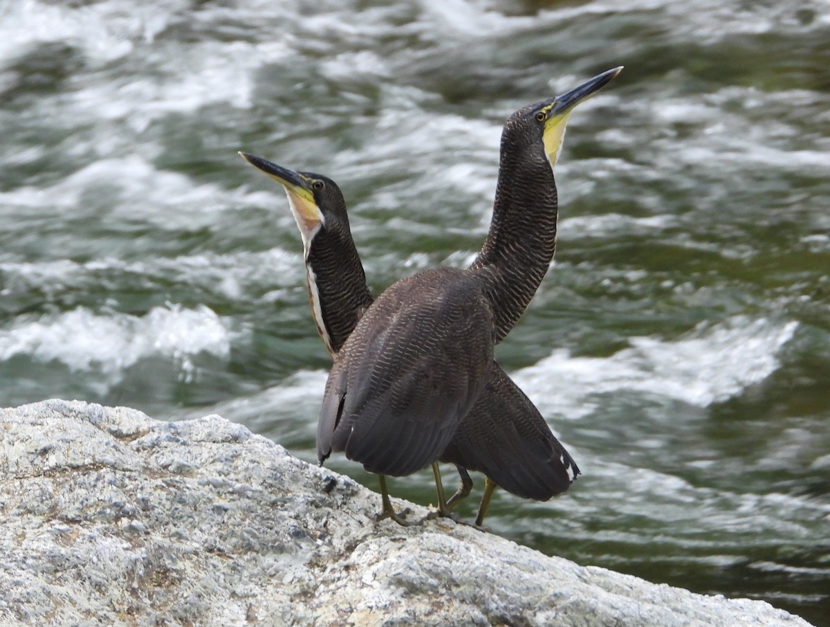 Fasciated Tiger-Heron - ML621641421