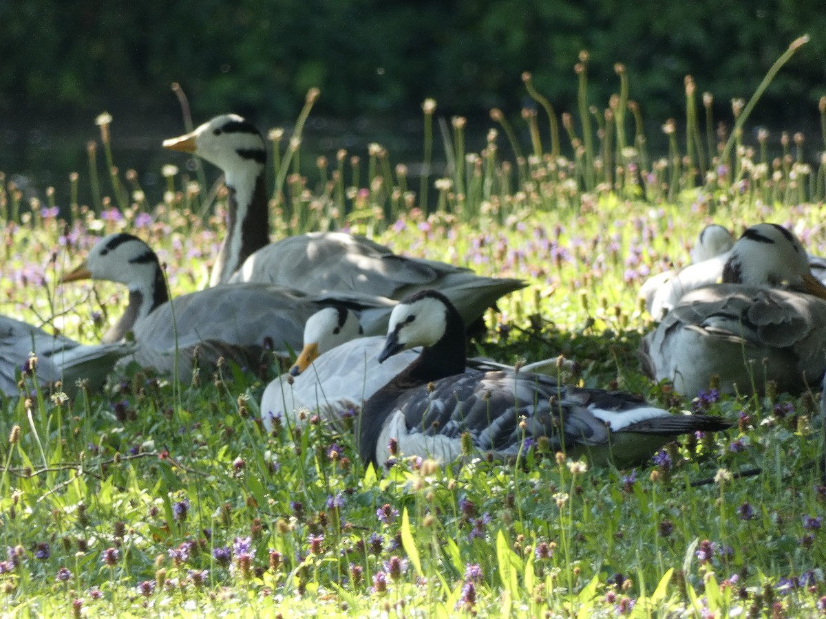 Barnacle Goose - ML621641464