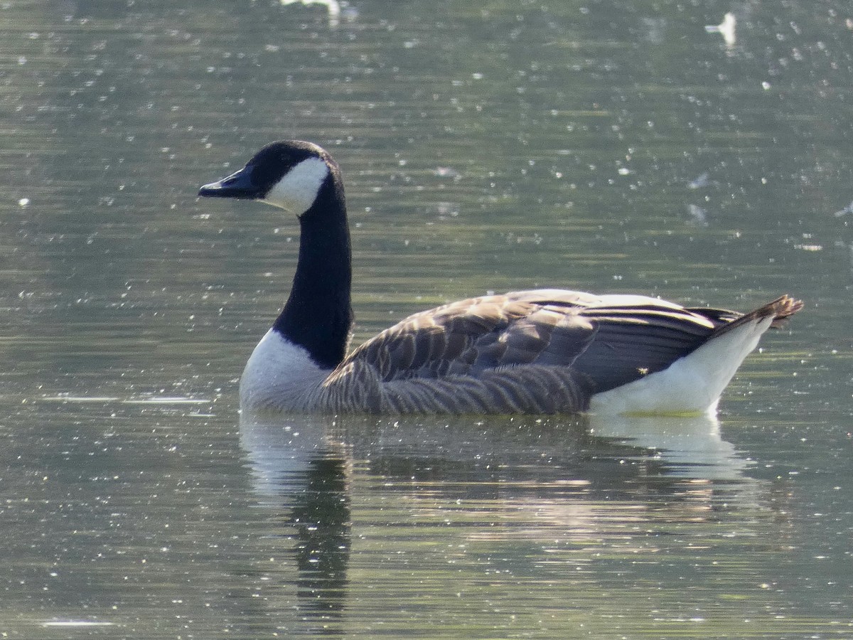 Canada Goose - ML621641477