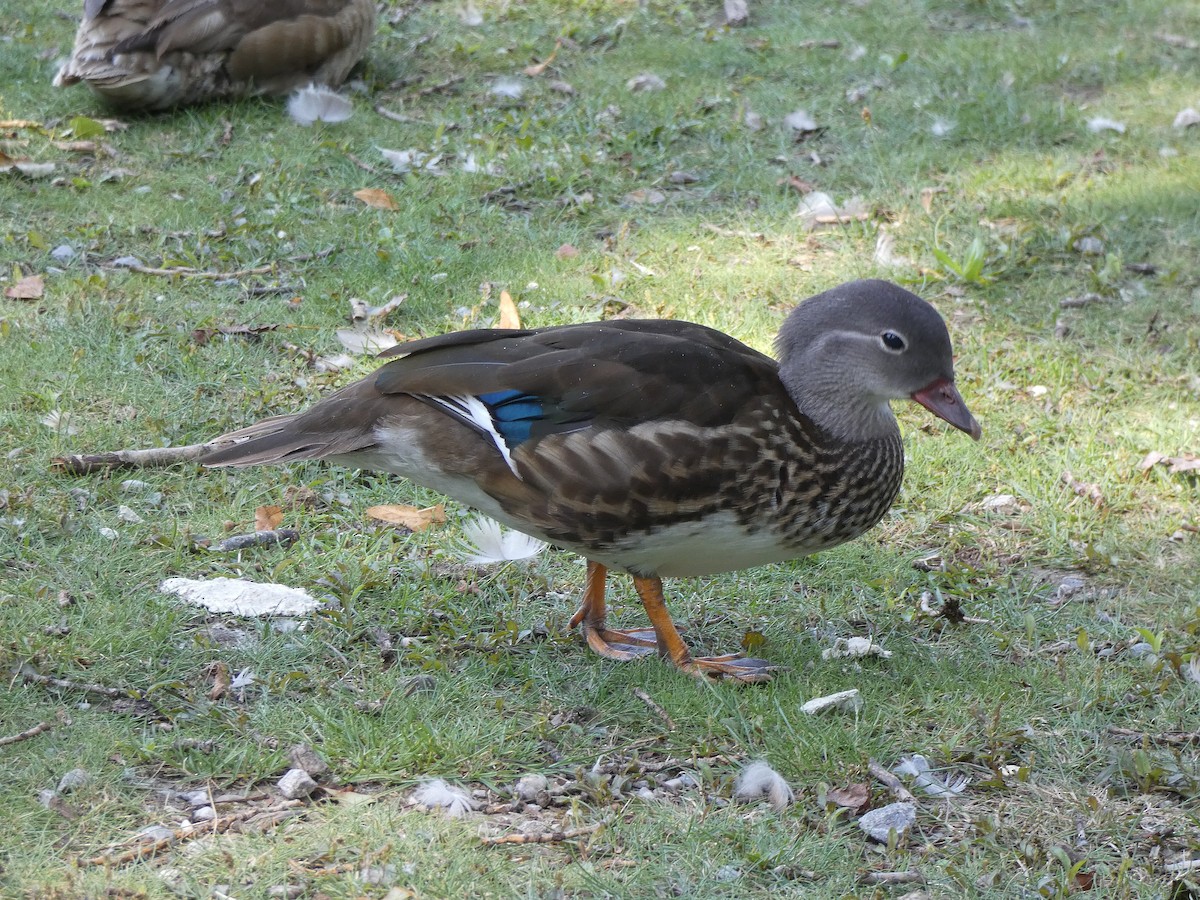 Mandarin Duck - ML621641495