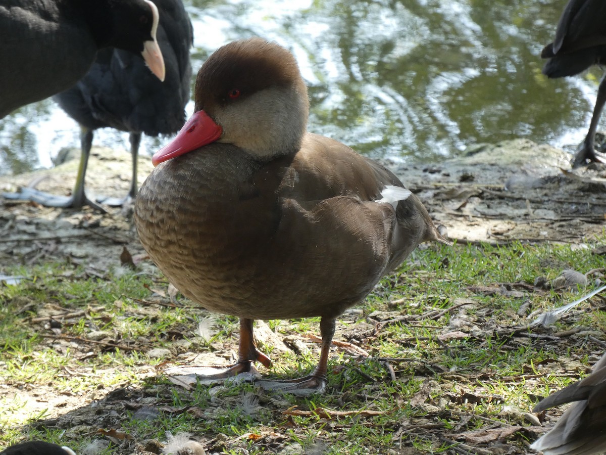 アカハシハジロ - ML621641498