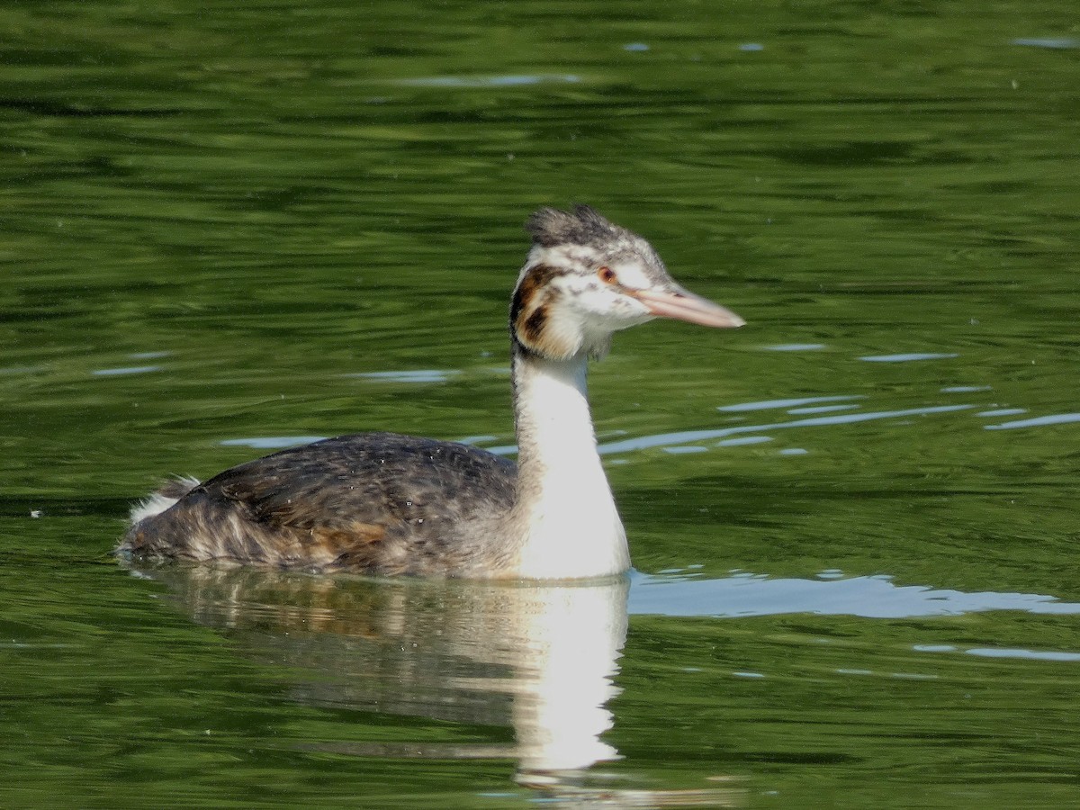 Great Crested Grebe - ML621641508