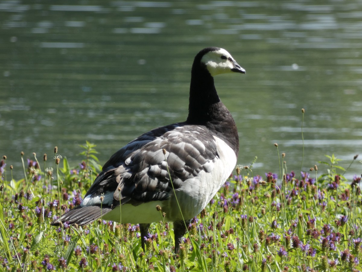 Barnacle Goose - ML621641523