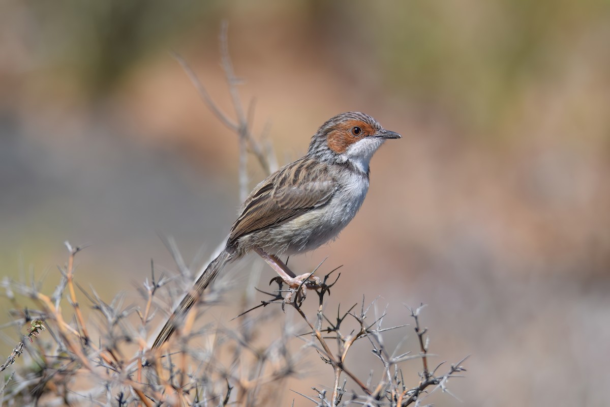 Rufous-eared Warbler - ML621641599