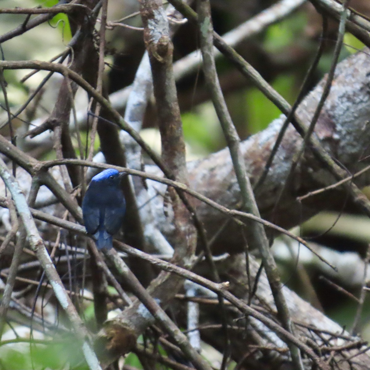 Blue-capped Manakin - ML621641623