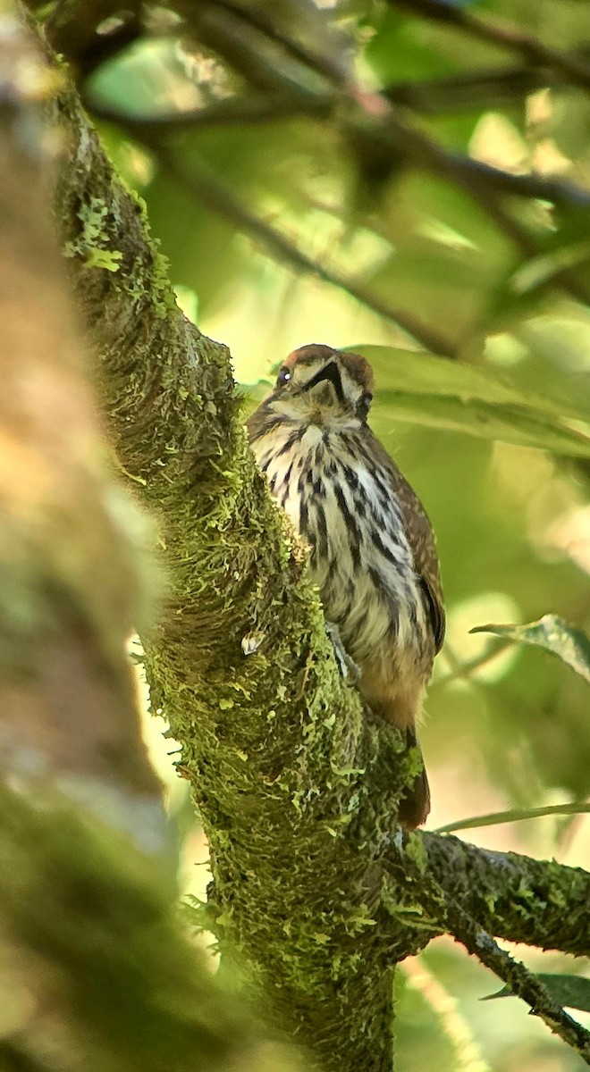 Lanceolated Monklet - ML621641624