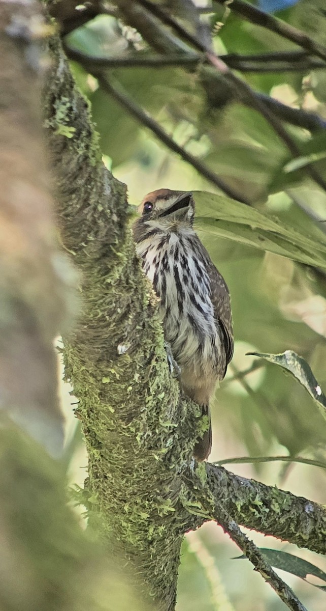 Lanceolated Monklet - ML621641625